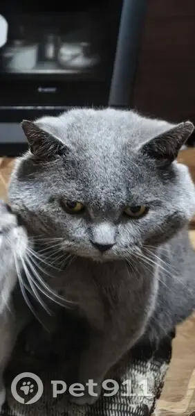 Пропала кошка, Школьная улица, 48, Анахина - серый породистый с бирюзовым ошейником - photo