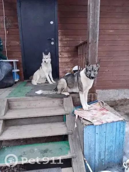 Пропала собака, женский пол, Центральная улица, 5, Чечулино, Подберезье - мама и дочка (лайка и метис) - photo