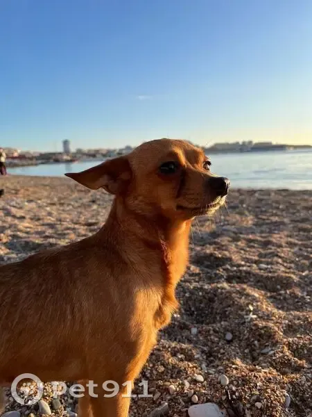 Пропал собака, Солнечная улица, Краснодар - отзывается на Кекс - photo