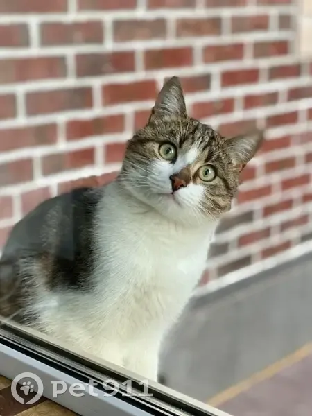 Пропал кот, Каберова-Власьевская улица, 30, Великий Новгород - белый кончик на хвосте - photo