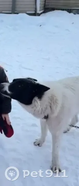 Пропал собака, 41К-021, Пашское сельское поселение - белый с чёрными пятнами - photo