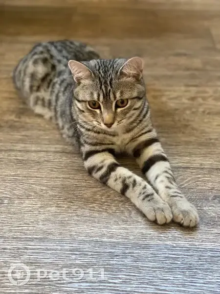 Пропал кот, Заречный, Свердловская область - серый с чёрными пятнышками - photo