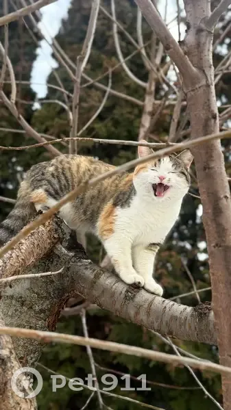 Пропала кошка, Айдаровская улица, 12, Воронеж - ласковая и доверчивая - photo