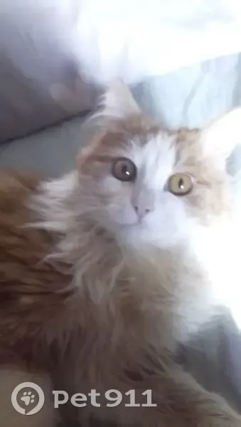 Пропал кот, Гаванская улица, 59, Казань - рыжий, белый - photo