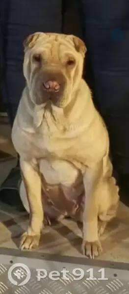 Пропала собака, Больничная улица, 55, Волжский - рыжая шарпей - photo