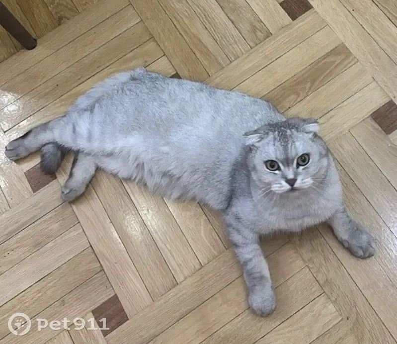 Пропал кот, улица Батырая, 22, Махачкала - photo