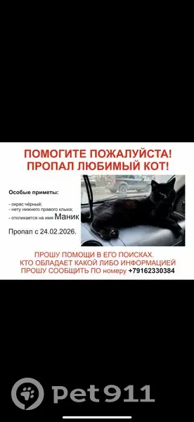 Пропал кот, Партизанская улица, район Щербинка, Подольск - чёрный красивый и ласковый - photo