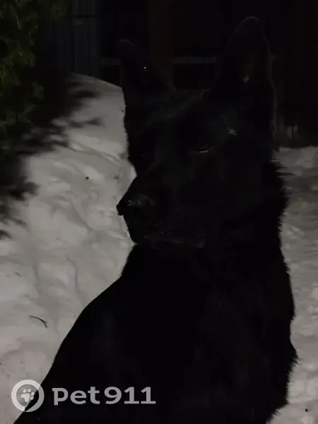 Пропала собака, женская, Заречная улица, 35, имени Цюрупы - немецкая овчарка с белыми точками - photo