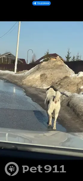 Пропал собака, Истра, Московская область - светлый алабай с тёмными ушами и пятнами - photo