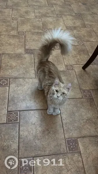 Пропал кот, Раздольная улица, Константиновка - мейнкун, 7 месяцев - photo