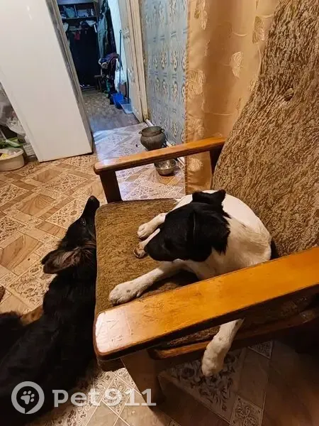 Пропал собака, Первомайская улица, 202, Мелехово - белый с чёрной головой - photo