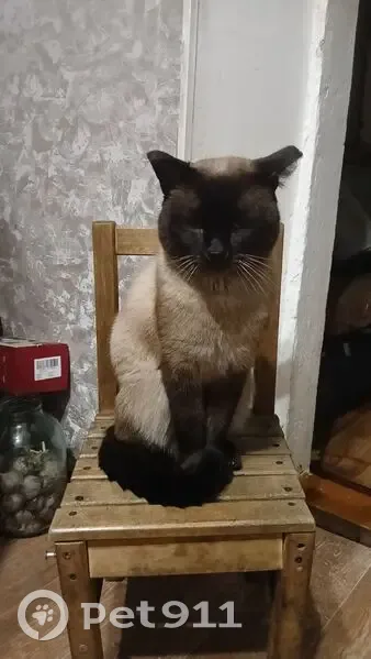 Пропал кот, Столярный переулок, 6, Кемерово - сиамский, крупный - photo