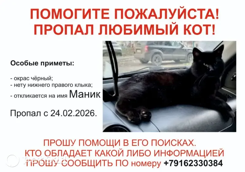 Пропал кот, Партизанская улица, 49 к1, Москва - чёрный, отсутствует нижний правый клык - photo