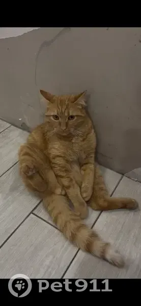 Пропал кот, улица Иванова, Верхнеуральск - рыжий, ушел вечером - photo