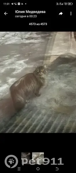 Пропала кошка, Южный переулок, 4/2, Бабяково - пушистая серого окраса - photo