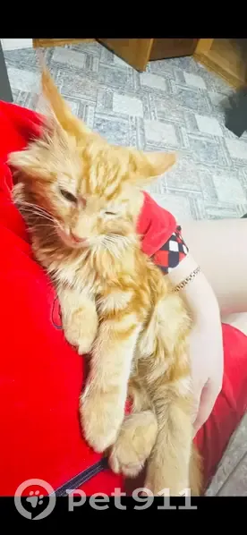 Пропал кот, 22-я Садовая площадка, 7, городской округ Таганрог - рыжий, пушистый - photo