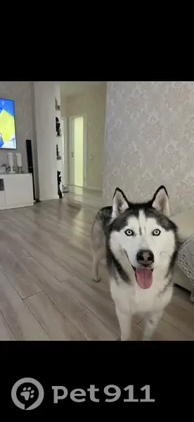 Пропал собака, Новолуговое, Новосибирская область - хаски, кличка Кучум - photo