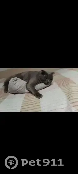 Пропал кот, Студенческая улица, 3Д, Ханты-Мансийск - серый вислоухий британец - photo