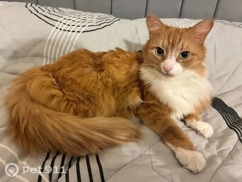 Пропала кошка, Перовская улица, 39 к1, Москва - рыжая, 9 лет - photo