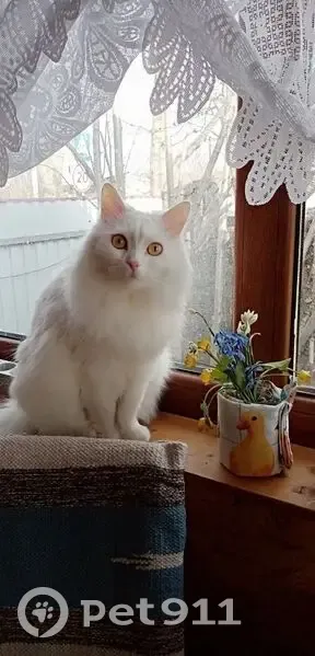 Пропала кошка, Сокольническая улица, 6, Балашиха - белая пушистая, глаза жёлтые - photo