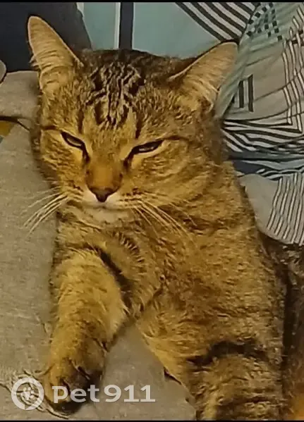 Пропал кот, Куйбышев, Новосибирская область - серый в полоску - photo