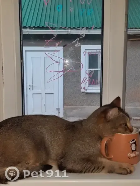 Пропал кот, улица Куличенко, 38, Кочубеевское - зовут Феликс, любит прыгать на сетку - photo