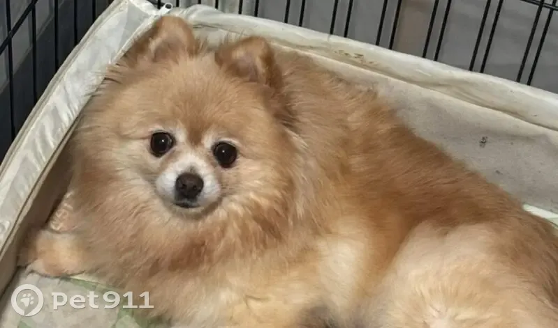 Пропала собака, девочка, улица Чехова, 276, Новосибирск - photo