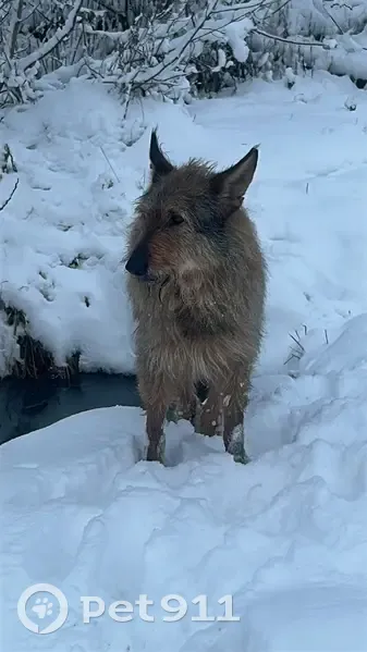Пропал собака, мужской, Скобяное шоссе, 6, Сергиев Посад - жёлтая бирка на ухе - photo
