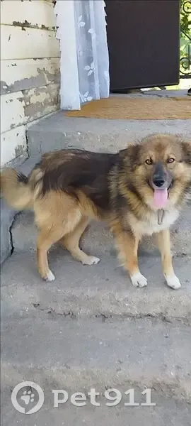 Пропал собака, улица Шевченко, Старый Оскол - зелёный брезентовый ошейник - photo