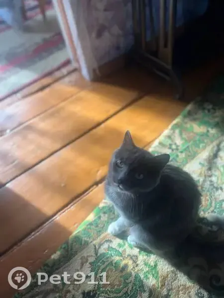 Пропала кошка, улица Ивана Болотникова, Томск - трёхцветная с красным ошейником - photo