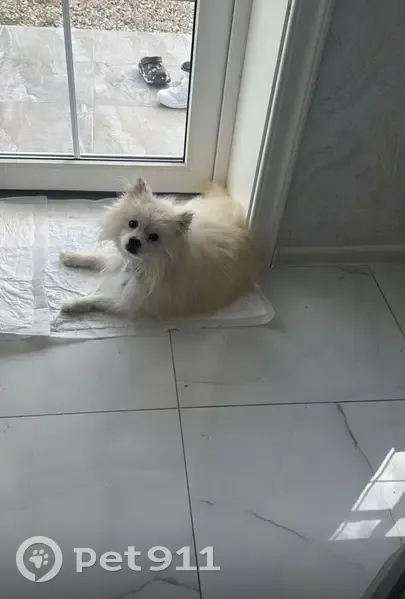 Пропал собака, мужской, Ессентукская, Ставропольский край - красивый ошейник на шее - photo