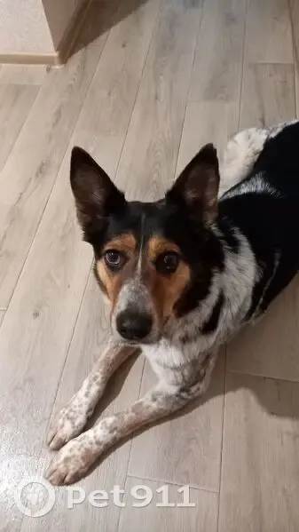 Пропала собака, Панинская улица, 21, Кострома - в оранжевой шлейке с адресником - photo