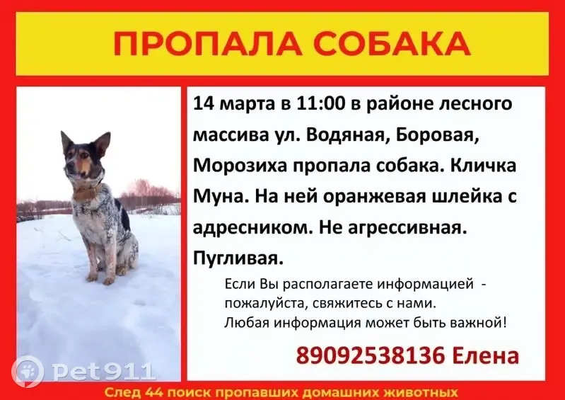 Пропала собака, Водяная улица, 9, Кострома - photo