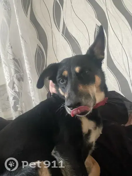 Пропала собака, Малахитовая улица, 153, Ростов-на-Дону - красный ошейник - photo