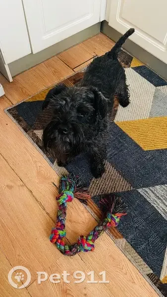 Пропал собака, мужской, Гороховая улица, 38, Санкт-Петербург - цвергшнауцер, черный окрас - photo