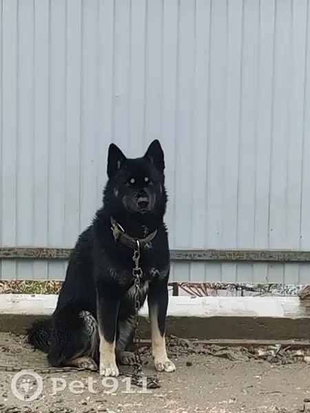 Пропала собака, мужской, улица Искателей, 22, Ростов-на-Дону - photo