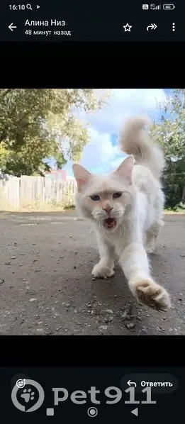 Пропал кот, улица 8 Марта, 28, Аргаяш - бело-рыжий, 3 дня отсутствует - photo