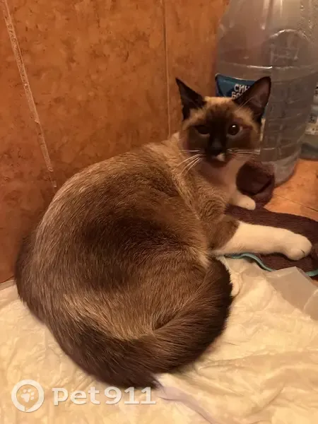 Найден кот, улица Дмитрия Ульянова, 1, Тула - светло-коричневый окрас, белые лапки - photo