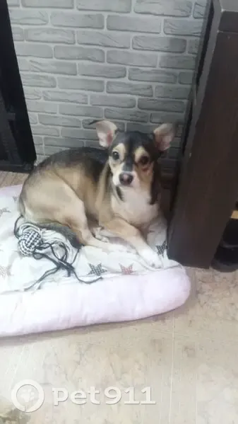 Пропал собака, Советская улица, 1А, Южноуральск - photo