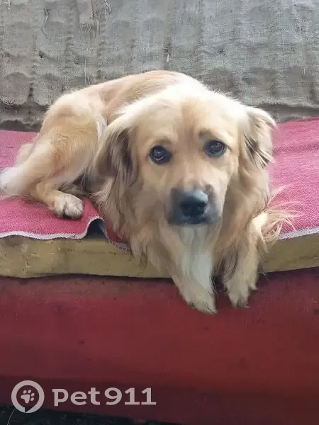 Пропал собака, мужской, Центральная улица, 22, Антеньево, Богородск - рыжий, длинная шерсть - photo