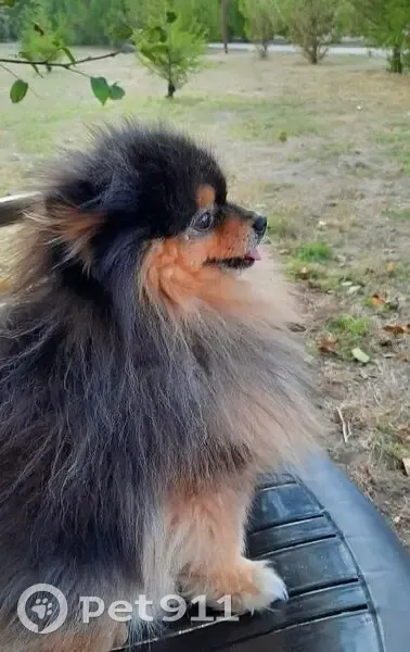 Пропал собака, мужской, улица Ушакова, 15, Краснодар - померанский шпиц - photo