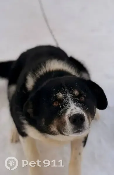 Пропал собака, 78К-0014, Волжское сельское поселение, Волжское - очень дружелюбный - photo