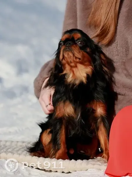 Пропал собака, мужской, улица Кирова, 4, Слободской - photo