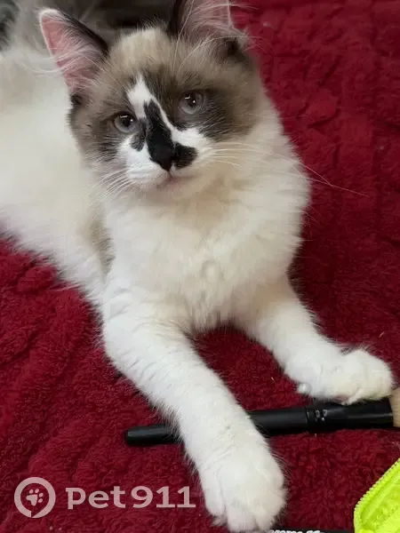 Пропал кот, Донская улица, 5, Новомосковск - светлый окрас с серыми пятнами - photo