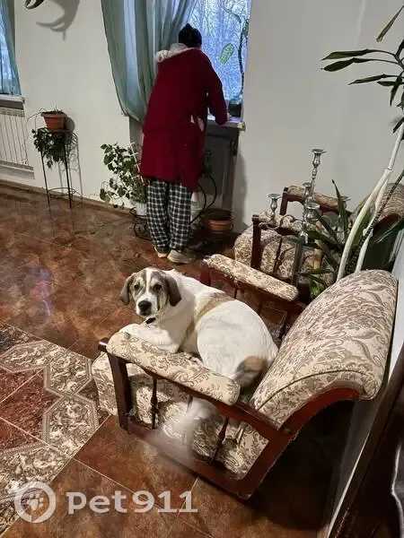 Пропал собака, Софрино, Московская область - метис алабая - photo