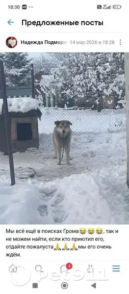 Пропал собака, мужской, улица Лермонтова, 57, Бирск - photo