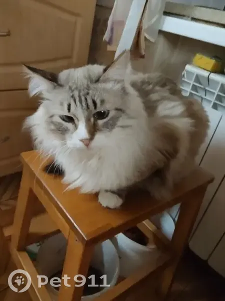 Пропал кот, улица Патриотов, Екатеринбург - Пушок, Невская маскарадная - photo