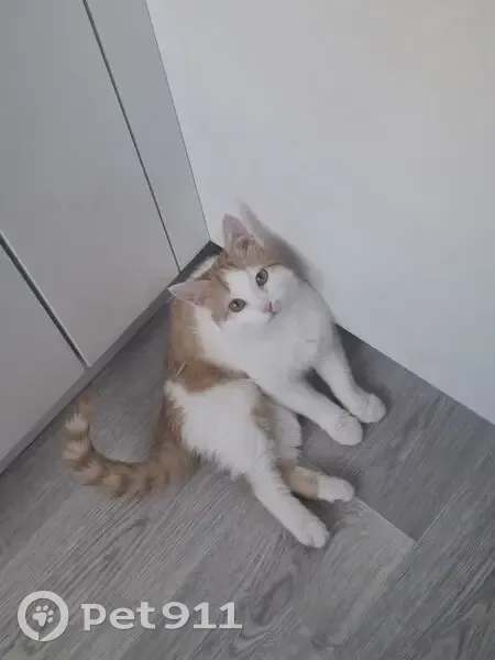 Пропал кот, Южное шоссе, Нижний Новгород - вышел из дома в открытое окно - photo