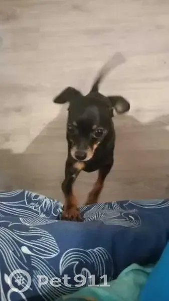 Пропала собака, улица Шевченко, 71, Смоленск - той терьера - photo