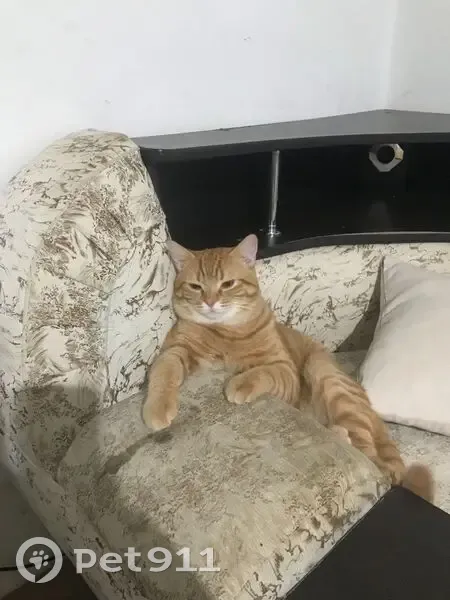 Пропал кот, Первомайский переулок, 5, Гавердовский - рыжий, кличка Гром - photo